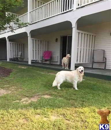 Golden Retriever stud dog