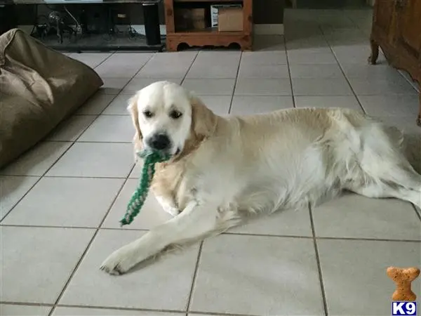 Golden Retriever stud dog