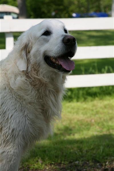 golden retriever indian names golden retriever stud indian knolls barney boy cdcgctdi 20 years golden retriever indian names golden retriever stud indian knolls barney boy cdcgctdi 20 years
