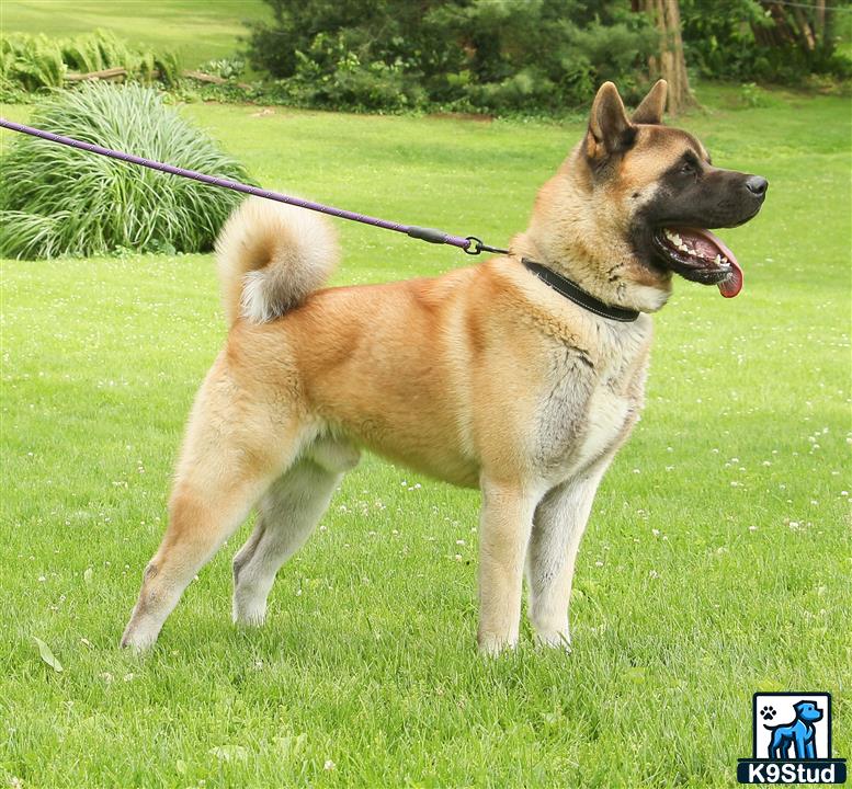a akita dog on a leash