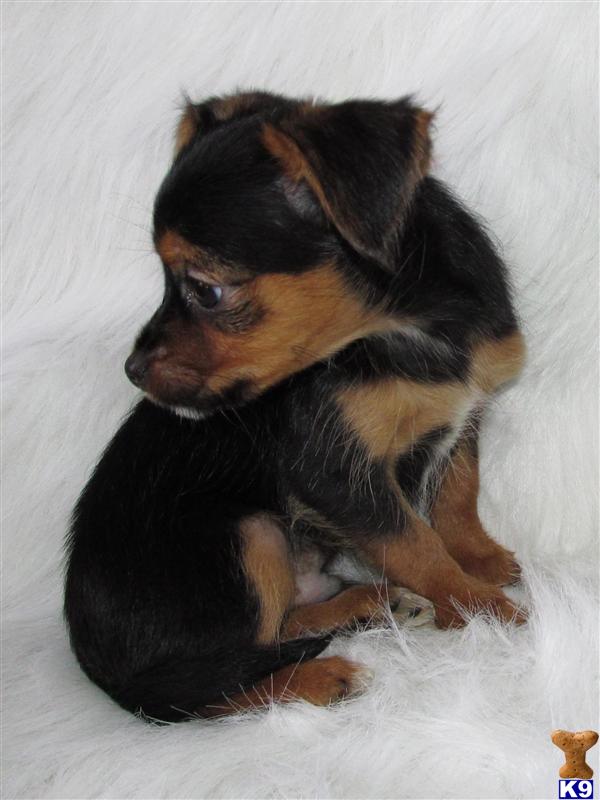 Chihuahua Puppy for Sale SOLD Chorkie Chihuahua / Yorkie