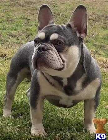 French Bulldog stud dog