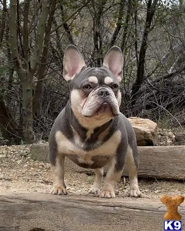 French Bulldog stud dog