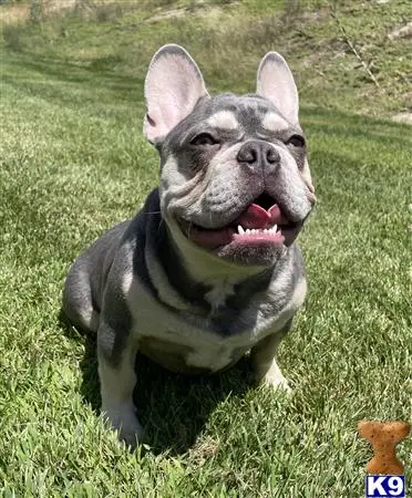 French Bulldog stud dog