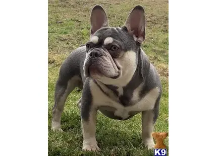 French Bulldog