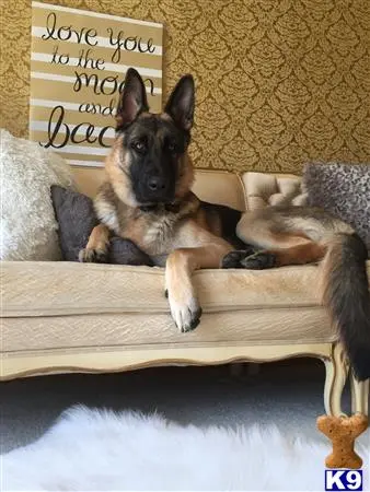 German Shepherd stud dog