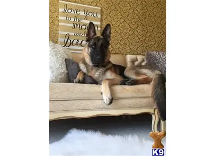 German Shepherd