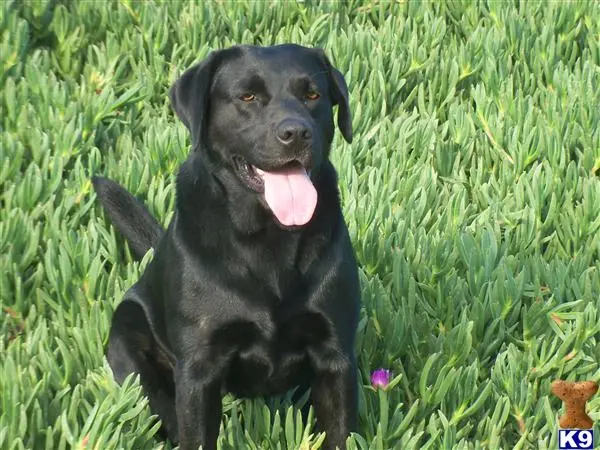 Labrador Retriever stud dog