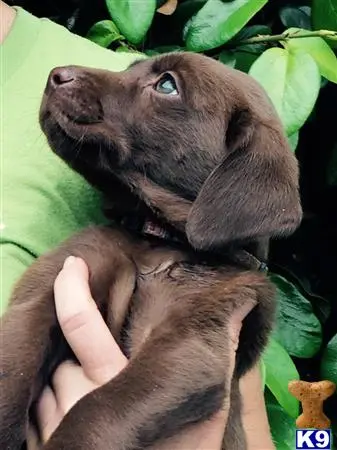 Labrador Retriever puppy for sale