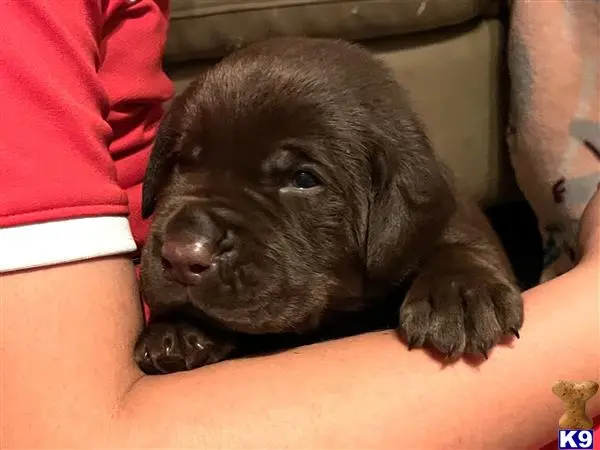 Labrador Retriever puppy for sale