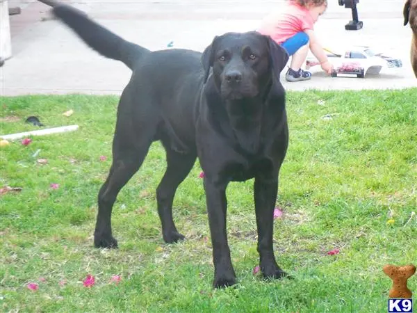 Labrador Retriever stud dog