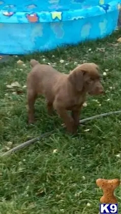 Labrador Retriever puppy for sale