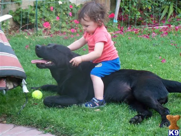 Labrador Retriever stud dog