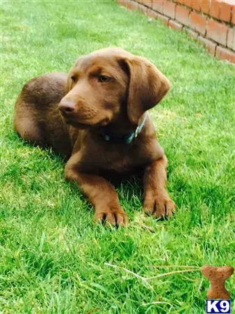 Labrador Retriever puppy for sale