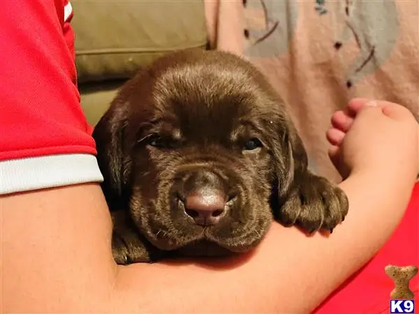 Labrador Retriever puppy for sale