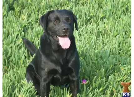 Labrador Retriever