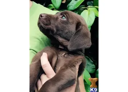 Labrador Retriever