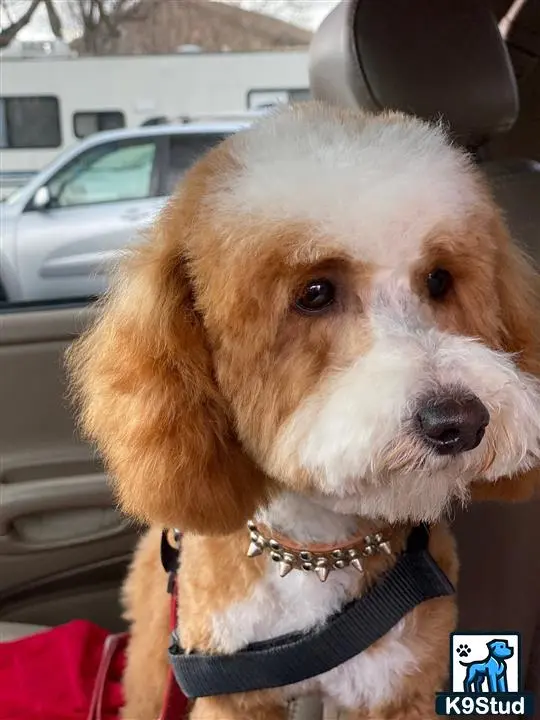 Goldendoodles stud dog: a goldendoodles dog in a car