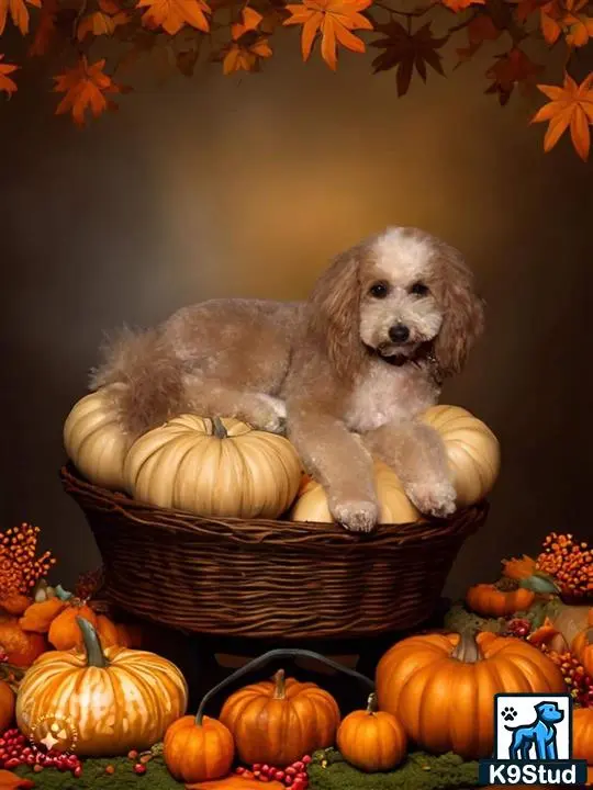Goldendoodles stud dog: Goldendoodle with a wavy coat resting on pumpkins