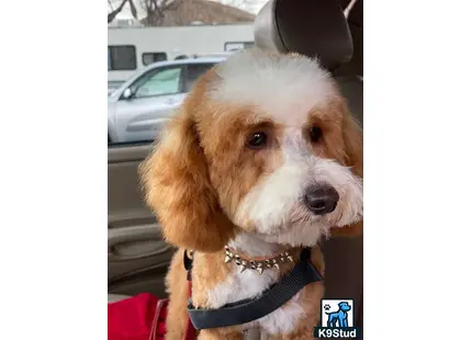 Goldendoodles stud dog: a goldendoodles dog in a car