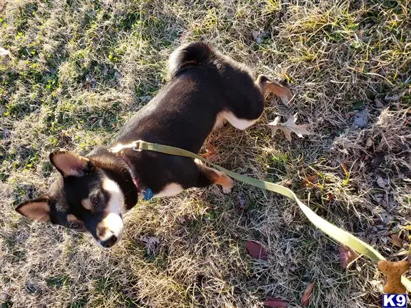 Shiba Inu female dog