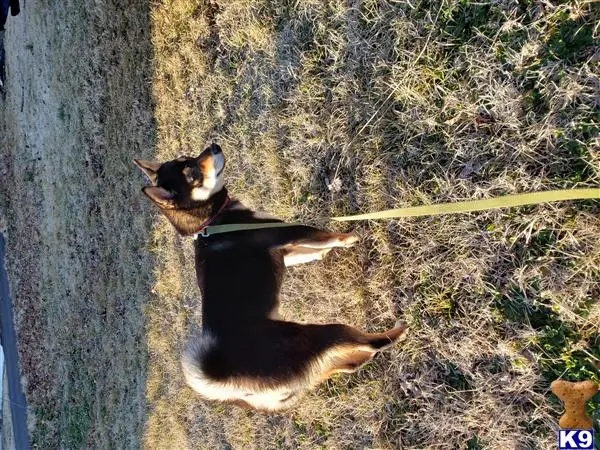 Shiba Inu female dog