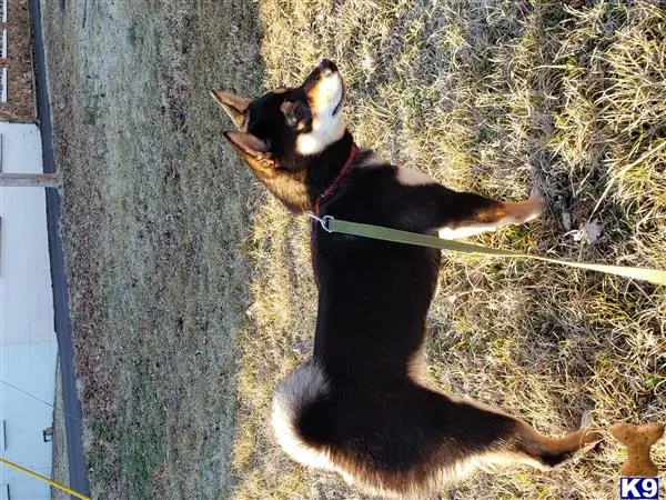 Shiba Inu female dog