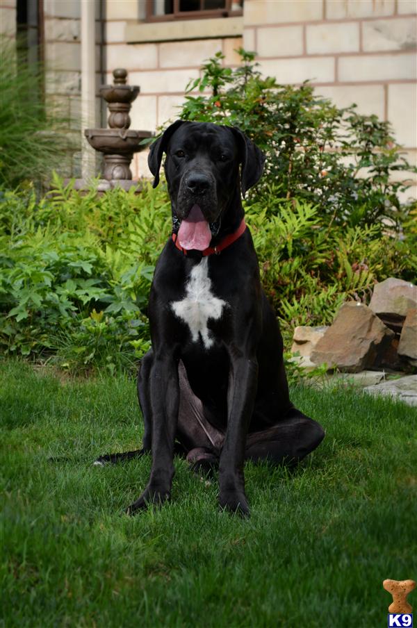 Great Dane stud dog