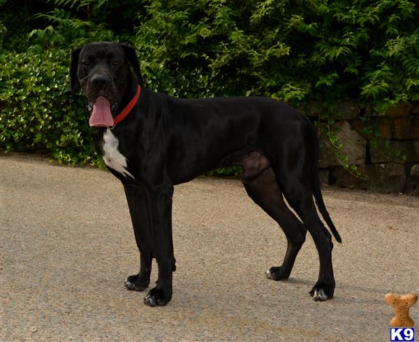 Great Dane stud dog