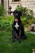 Great Dane stud dog: Black Great Dane sitting on green grass with a stone background