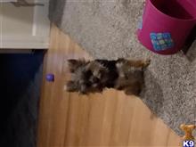 Rocky  available Yorkshire Terrier puppy located in BUFFALO