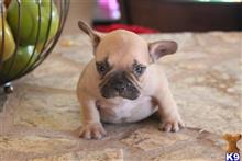 french bulldog puppy posted by gnavarro78