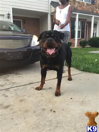 Rottweiler stud dog