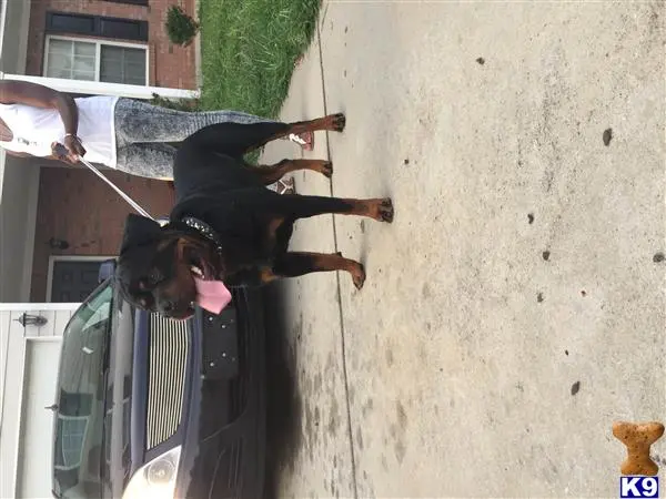 Rottweiler stud dog