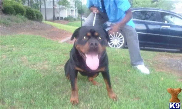 Rottweiler stud dog