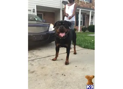 Rottweiler