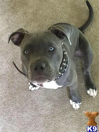 American Pit Bull stud dog