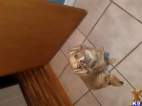 Chihuahua female dog