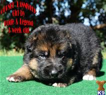 german shepherd puppy posted by goffman48