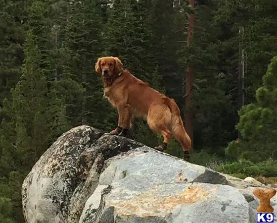 Golden Retriever stud dog