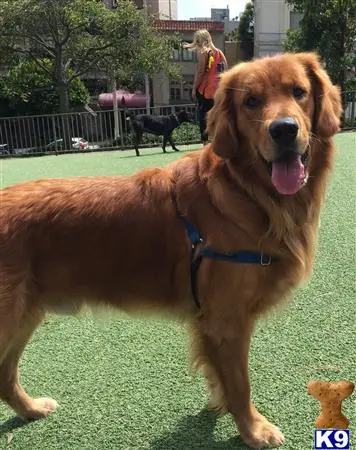 Golden Retriever stud dog