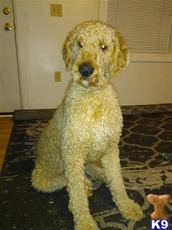 Goldendoodles stud dog: a goldendoodles dog sitting on a rug