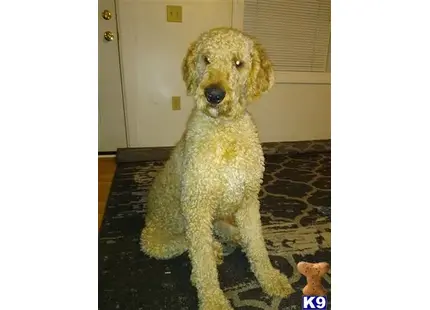 Goldendoodles stud dog: a goldendoodles dog sitting on a rug