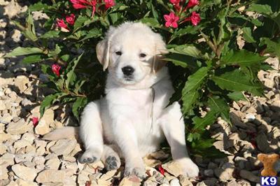 european golden retrievers for sale golden retriever puppy for sale european golden retrievers pups for sale 6 european golden retrievers for sale golden retriever puppy for sale european golden retrievers pups for sale 6