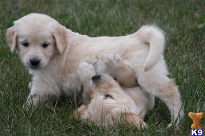 european golden retrievers for sale golden retriever puppy for sale european golden retrievers pups for sale 6 european golden retrievers for sale golden retriever puppy for sale european golden retrievers pups for sale 6