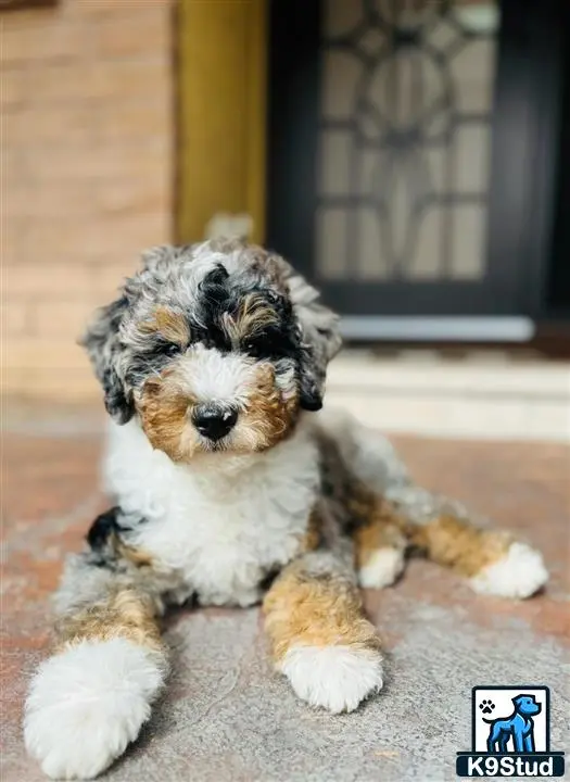 Bernedoodle stud dog: a bernedoodle dog lying on the ground