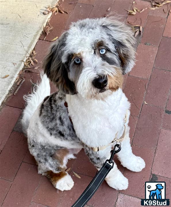 a bernedoodle dog sitting on a brick surface