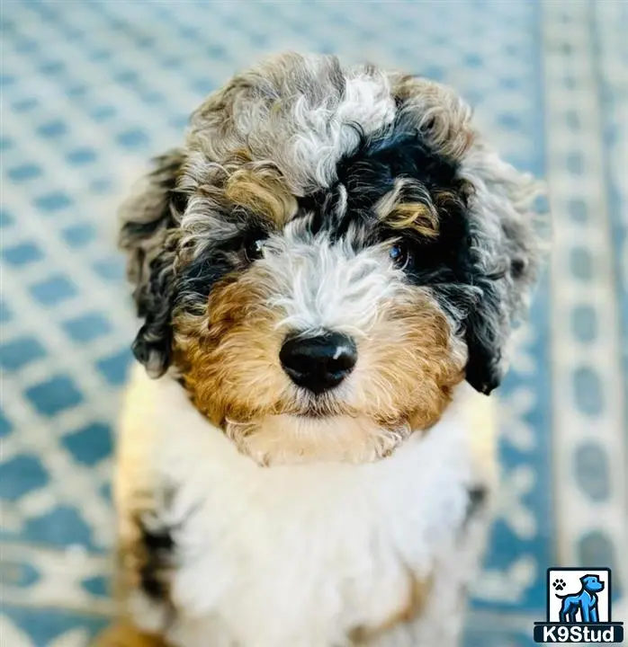 Bernedoodle stud dog: a bernedoodle dog sitting on a bed