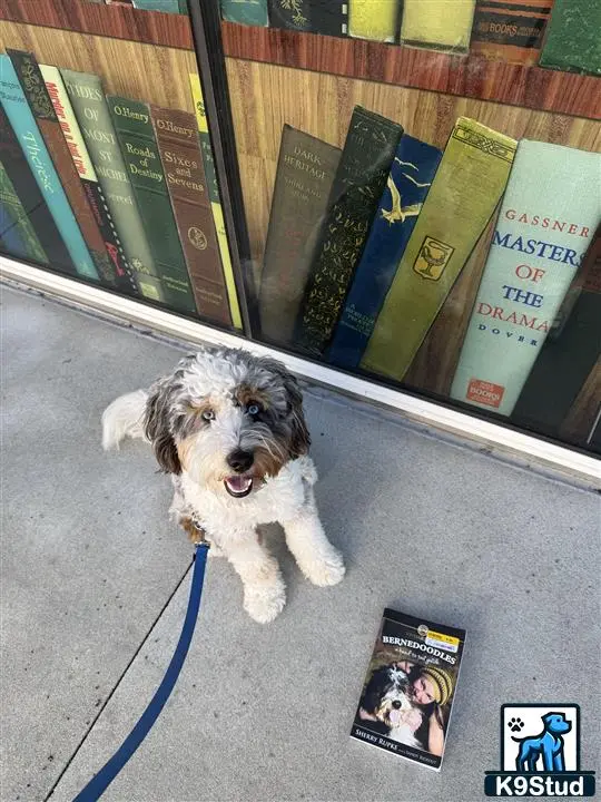 Bernedoodle stud dog: a bernedoodle dog on a leash