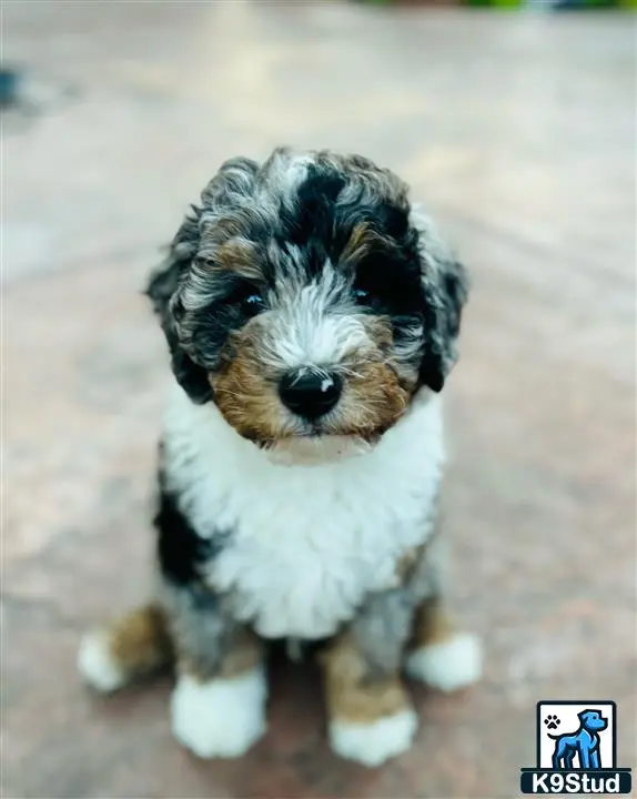 Bernedoodle stud dog: a bernedoodle dog sitting on the ground